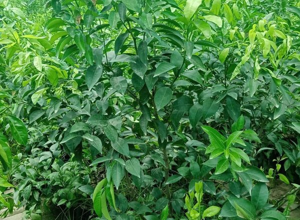 Mature citrus plant