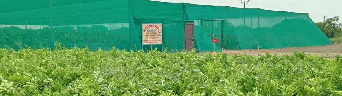 Balaji citrus nursery
