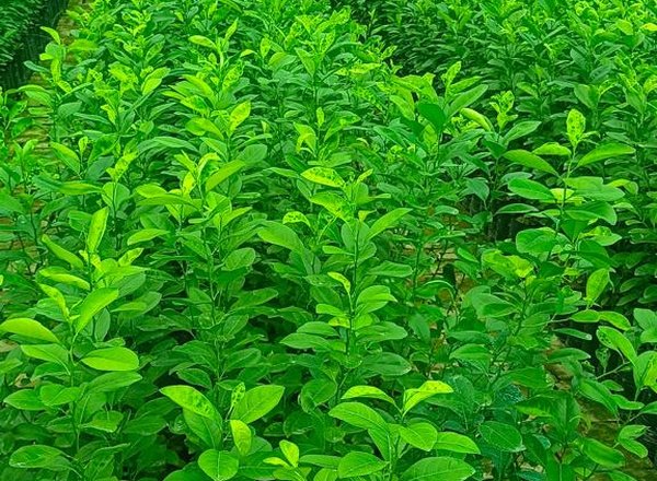 Healthy potted citrus saplings